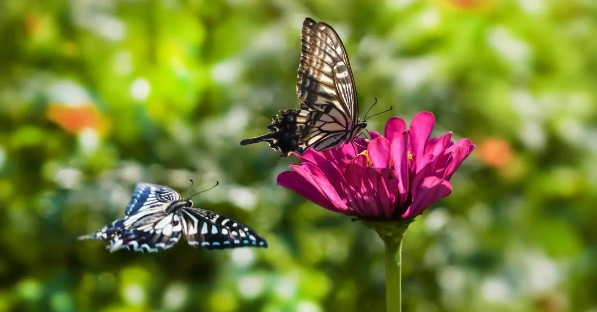 Come Coltivare Piante per Attrare Farfalle nel Tuo Giardino