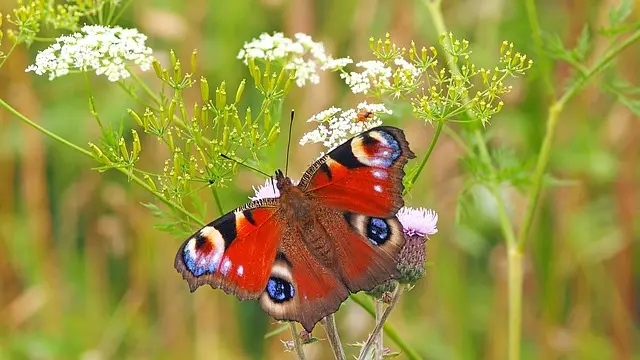 Come Coltivare Piante per Attirare Farfalle nel Giardino