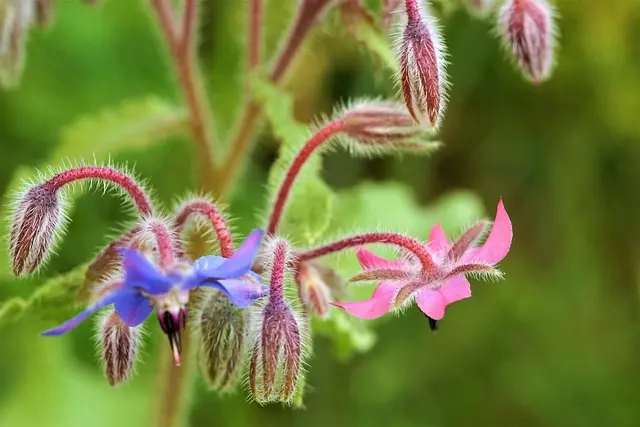 Come Coltivare Piante Officinali per il Tuo Giardino