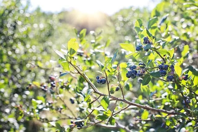 Come Pianificare un Giardino Biologico: Guida Completa