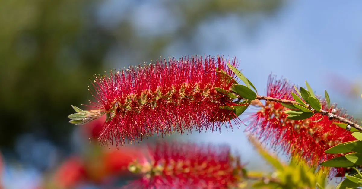 Come Coltivare un Giardino Sostenibile in Poche Mosse