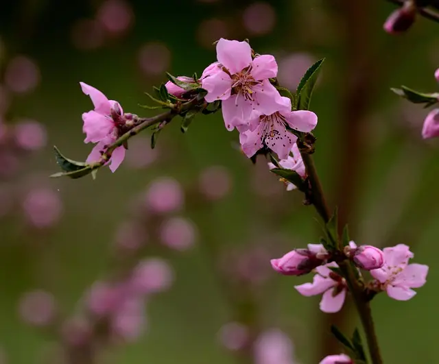 Come Scegliere i Fiori Giusti per il Tuo Giardino