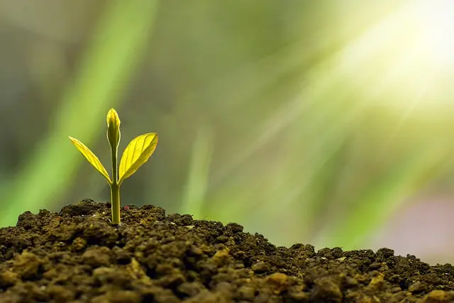 Come Realizzare un Giardino Sostenibile: Guida Pratica