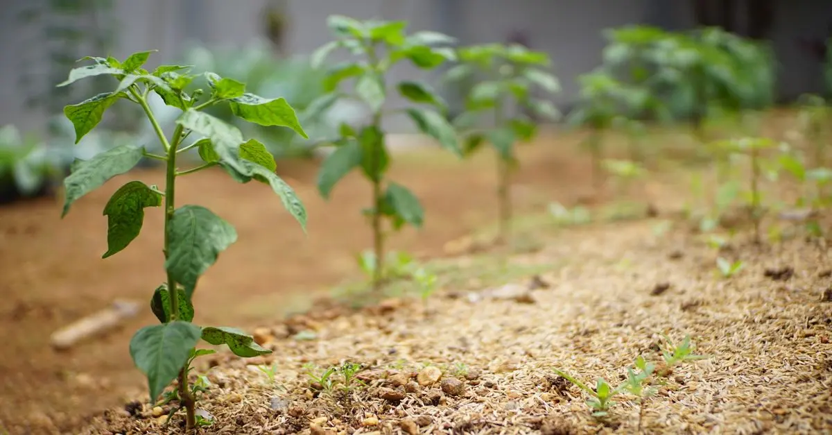 Come Preparare il Terreno per la Coltivazione in Giardino