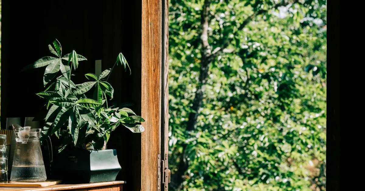 Top 5 Piante Facili da Curare per Principianti