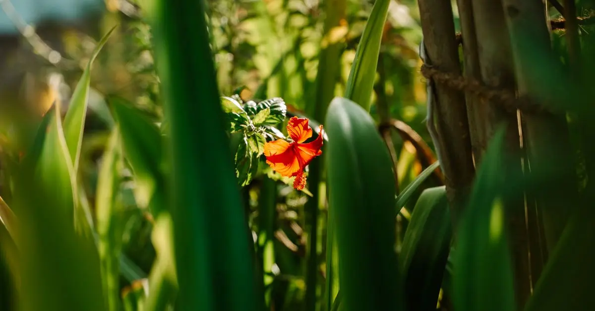 10 Consigli per Coltivare Piante in Giardino