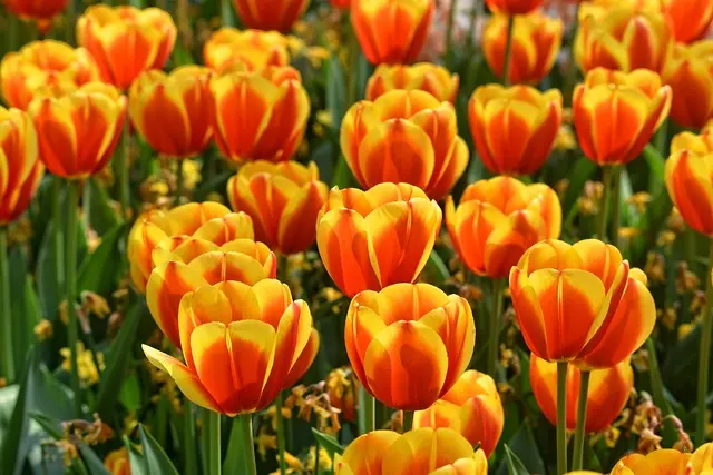Come Coltivare un Giardino Fiori e Piante Aromatiche