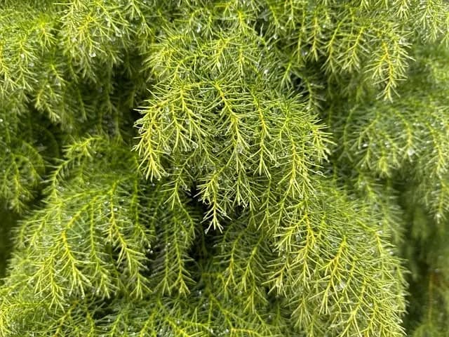 Come Coltivare Piante da Giardino in Modo Sostenibile