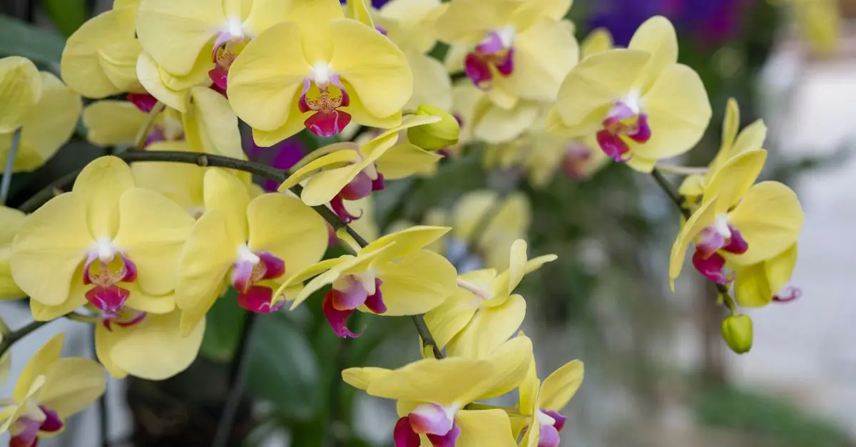 Come Coltivare Orchidee: Guida Completa per Principianti