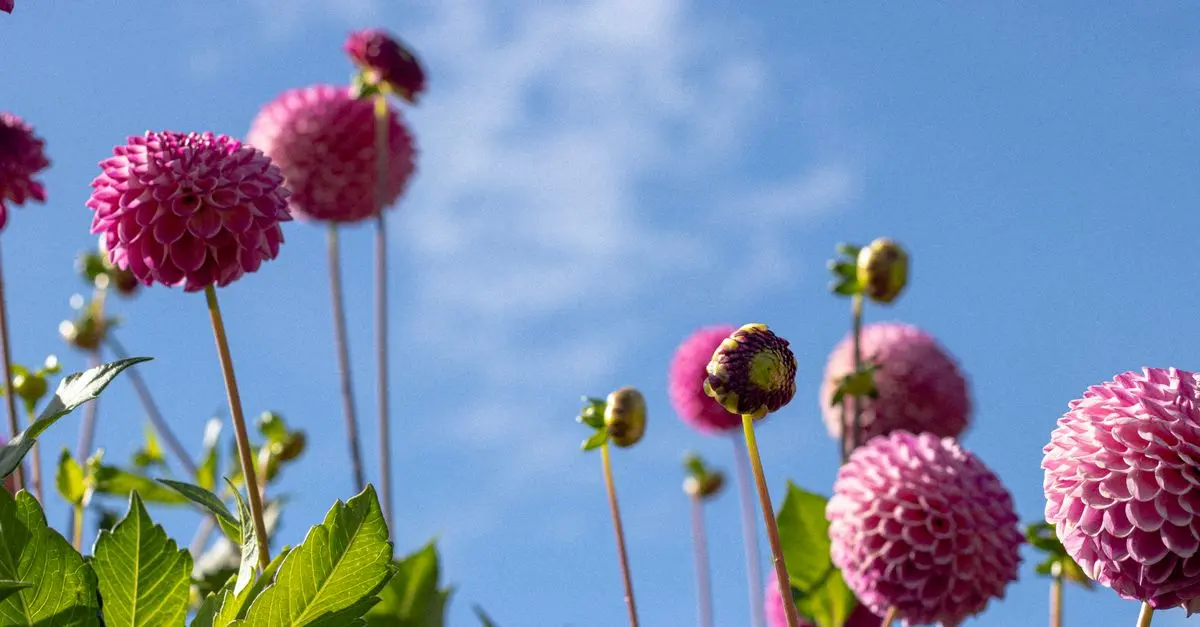 Come Coltivare Fiori per Ogni Stagione nel Tuo Giardino
