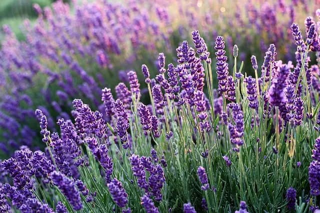Come Coltivare un Giardino Aromatico Sostenibile