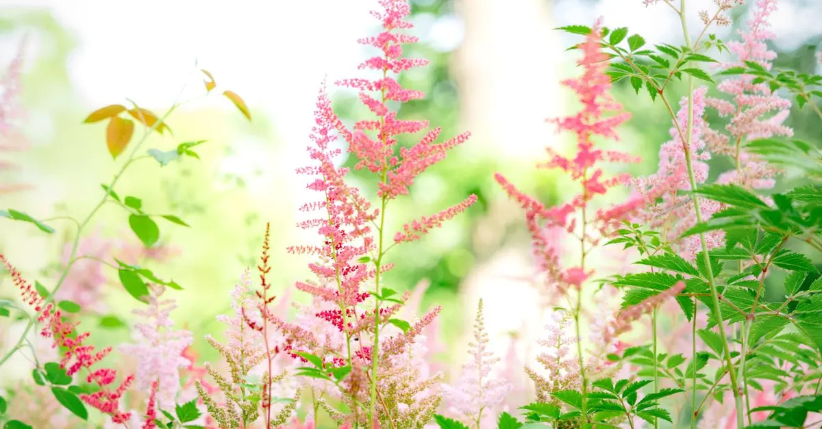 10 Piante Perenni Facili da Coltivare nel Tuo Giardino