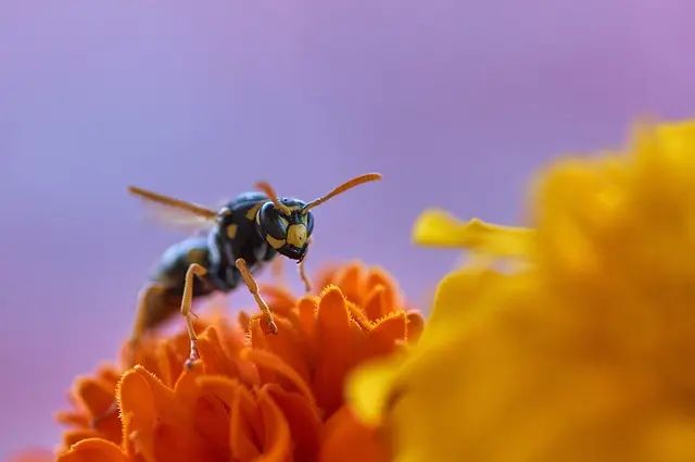 25 Piante da Giardino Imperdibili per Ogni Ambiente