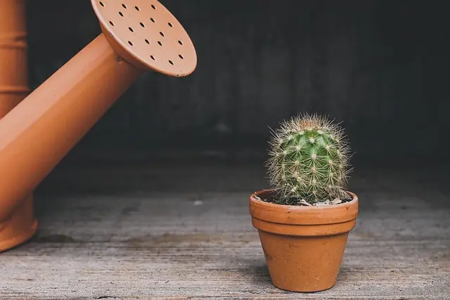 Come Coltivare Piante Grasse: Guida Pratica e Consigli Utili