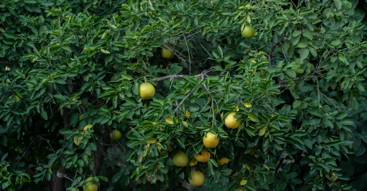 Guida Pratica alla Coltivazione di Piante da Frutto