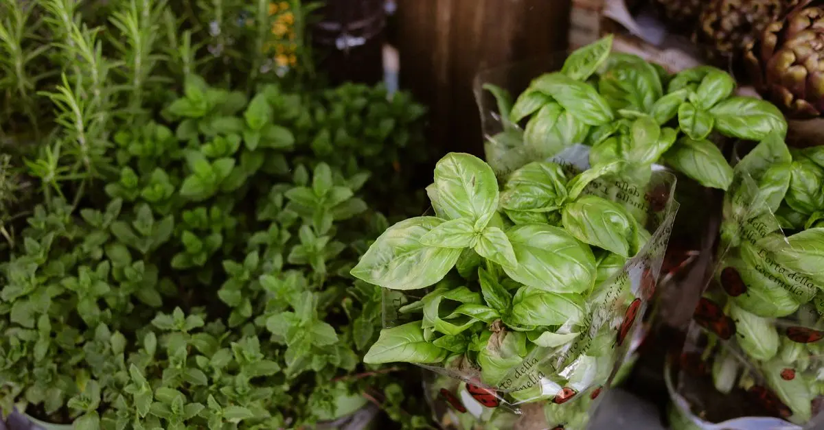 Come Coltivare un Giardino Aromatico per Iniziare