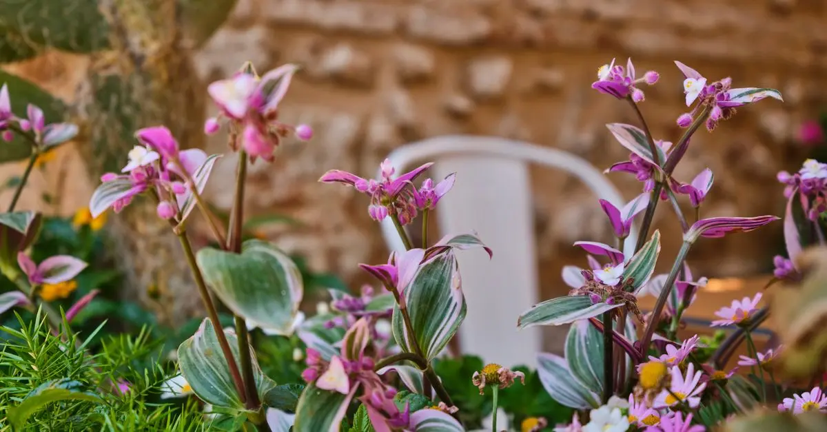 Come Scegliere le Piante Giuste per il Tuo Giardino