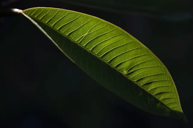 Come Creare un Giardino a Bassa Manutenzione: Tecniche e Consigli