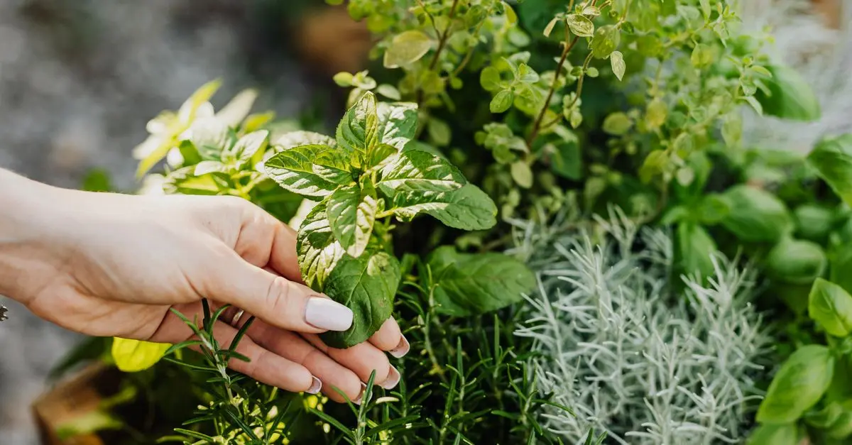 Guida Pratica per Coltivare Piante Aromatiche in Giardino