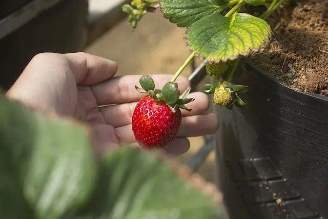 Coltivare Piante Nutrienti per un Giardino Sostenibile