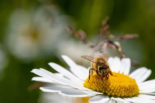 Come Creare un Giardino Biodiverso: Tecniche e Consigli