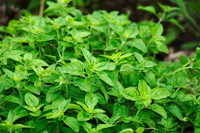 Guida Pratica alla Coltivazione delle Piante Aromatiche