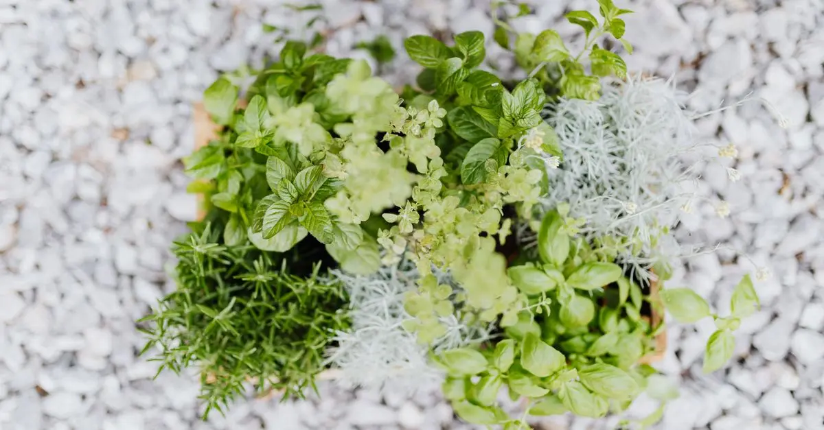 Guida Pratica alla Coltivazione di Piante Aromatiche
