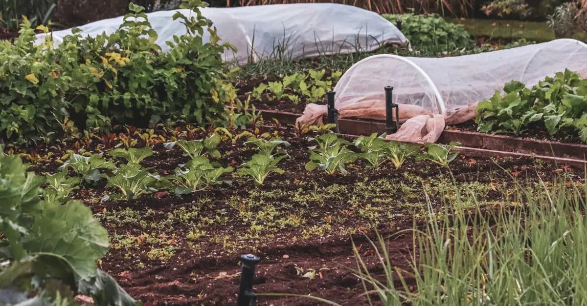 La Tecnica del Mulching in Giardino