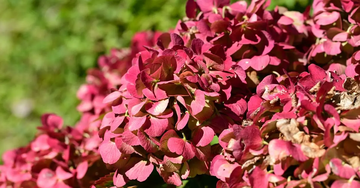 Come Coltivare il Giardino con Piante Autunnali: Guida Pratica