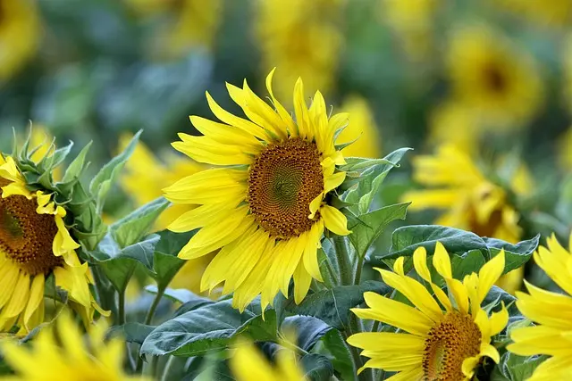 Come Creare un Giardino Sostenibile con Piante Resistenti