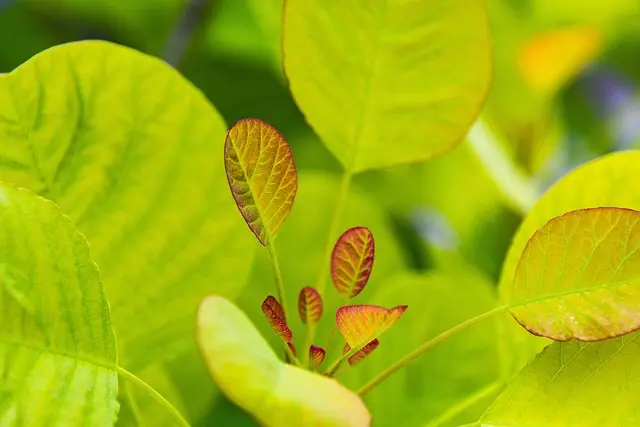 Come Creare un Giardino di Piante Resilienti al Clima