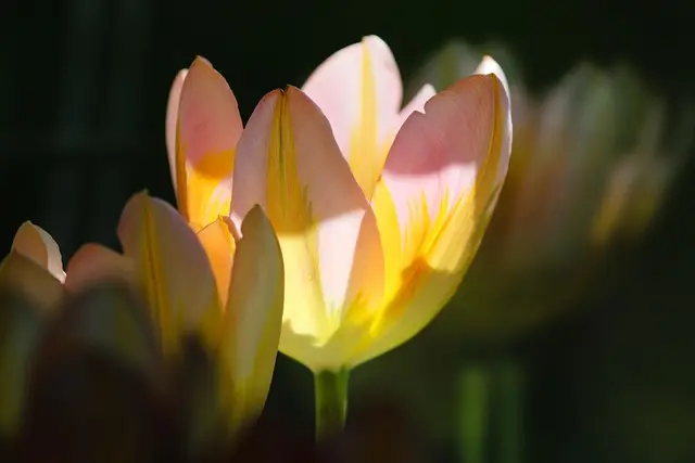 Come Scegliere le Piante Perfette per il Tuo Giardino