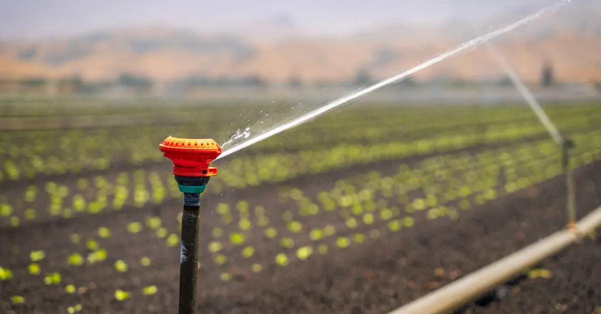 Come Creare un Giardino Resiliente ai Cambiamenti Climatici
