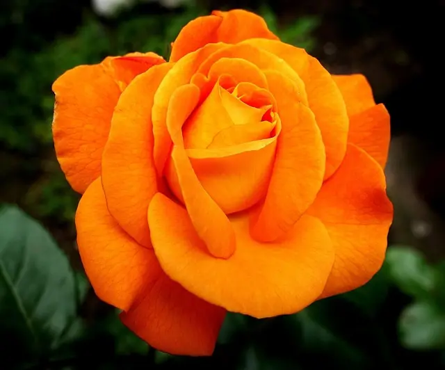 Come Coltivare Piante da Giardino per Ogni Stagione