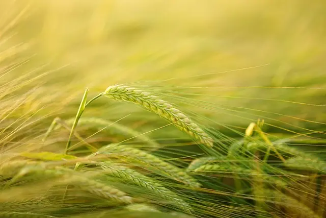 Come Coltivare Piante Resistenti al Clima per il Tuo Giardino