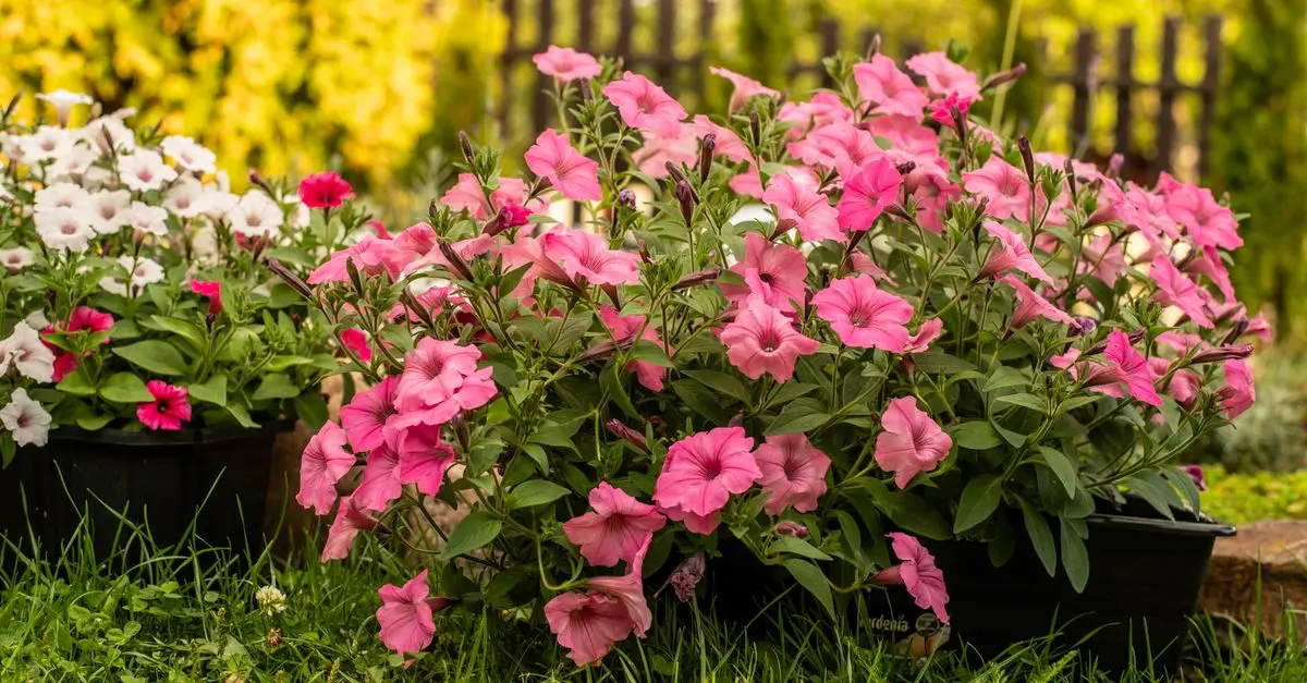 10 Piante Facili da Coltivare nel Tuo Giardino