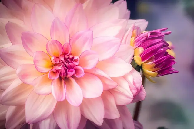 10 Piante da Giardino per Iniziare Facile