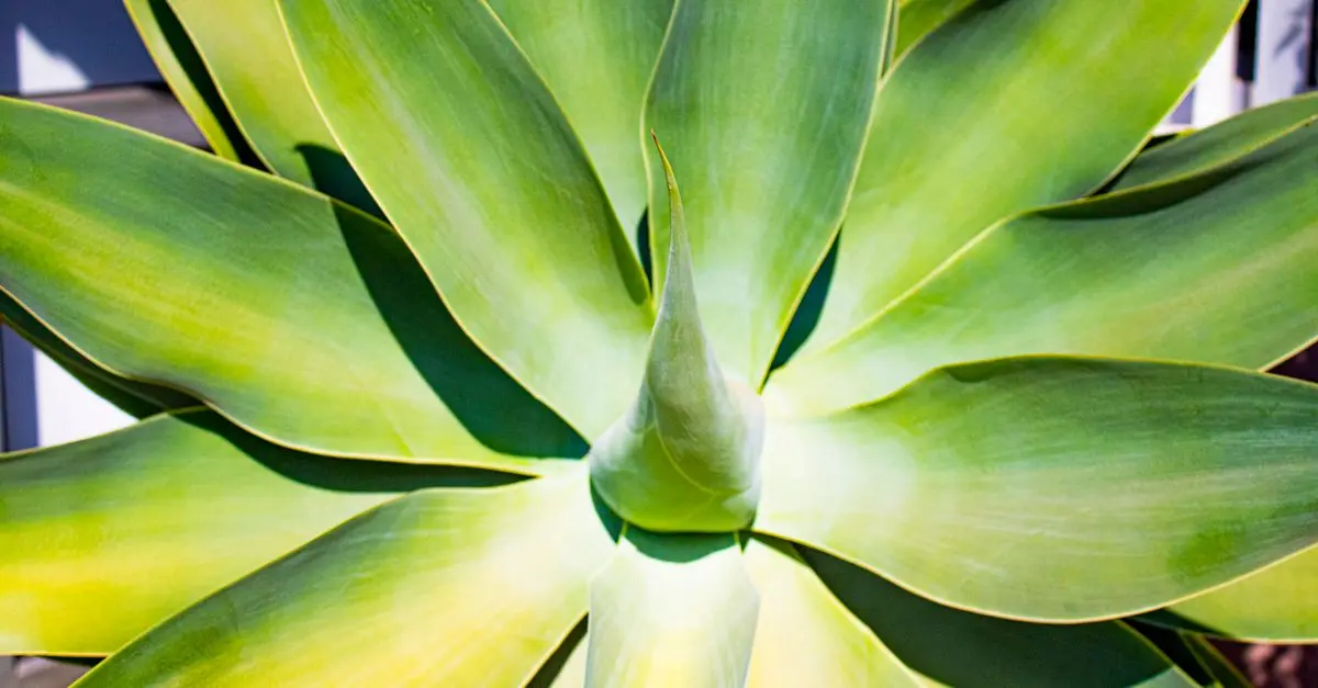 Come Coltivare Piante Resilienti al Calore nel Giardino