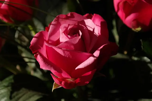 Come Gestire le Piante da Giardino in Estate per un Colore e Salute Ottimali