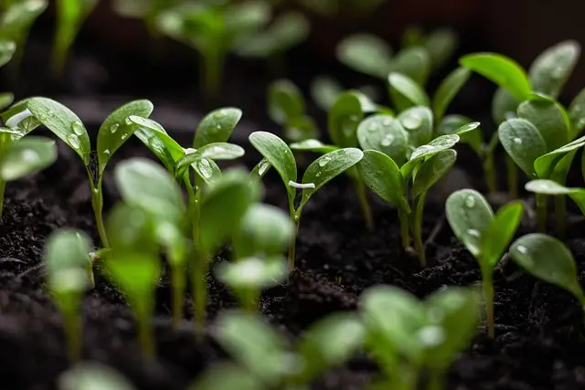 Come Coltivare Piante da Giardino in Modo Sostenibile