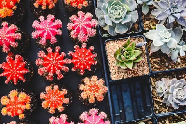 Come Coltivare Piante da Giardino per Ogni Tipo di Terreno