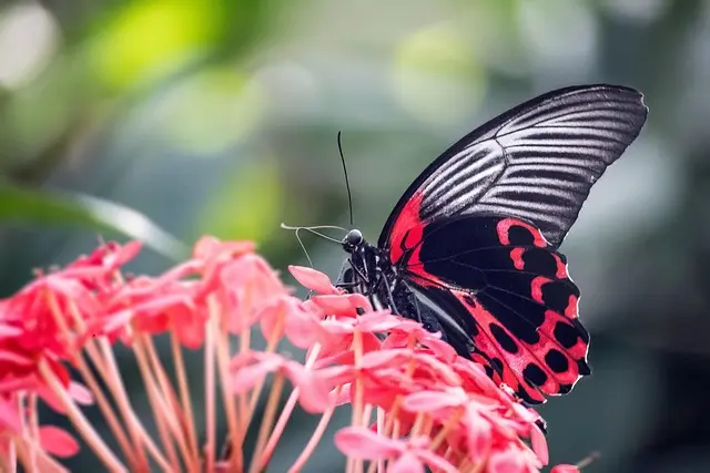 10 Tecniche per Coltivare Piante Sostenibili nel Tuo Giardino
