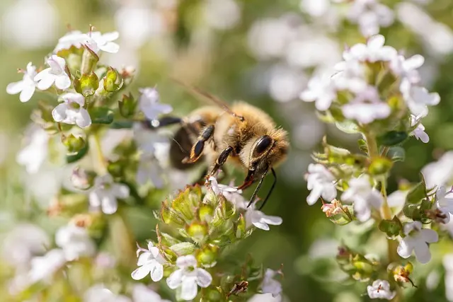 5 Errori Comuni nella Coltivazione di Piante da Giardino