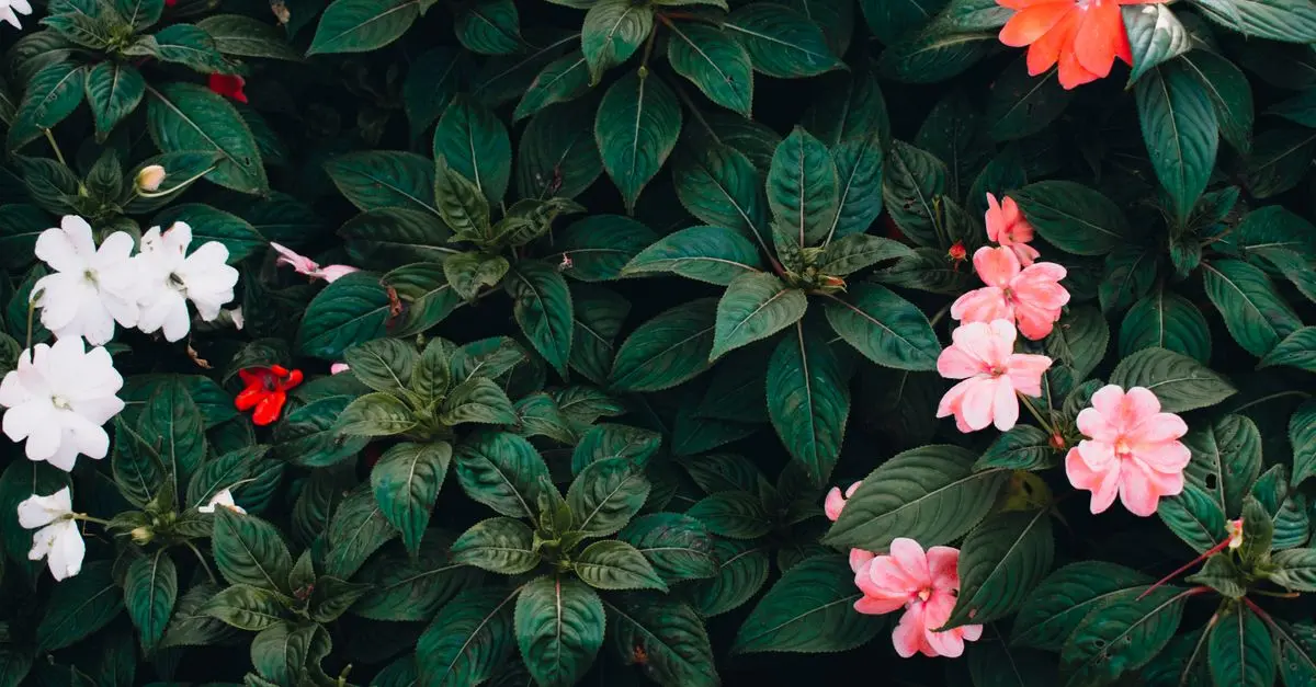 Come Evitare gli Errori Comuni nel Giardinaggio