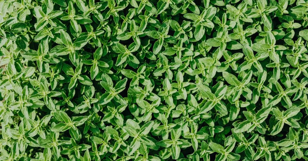 Come Coltivare Piante Aromatiche in Giardino: Guida Pratica