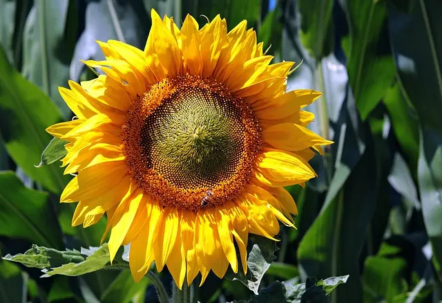 Come Scegliere le Piante Giuste per il Tuo Giardino