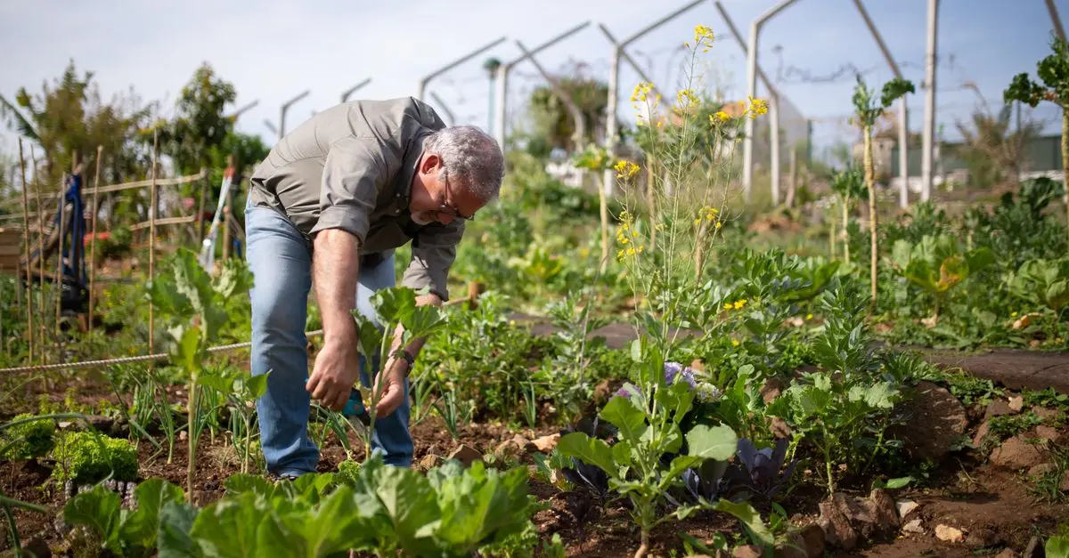 Come Creare un Giardino Sostenibile: Tecniche e Consigli