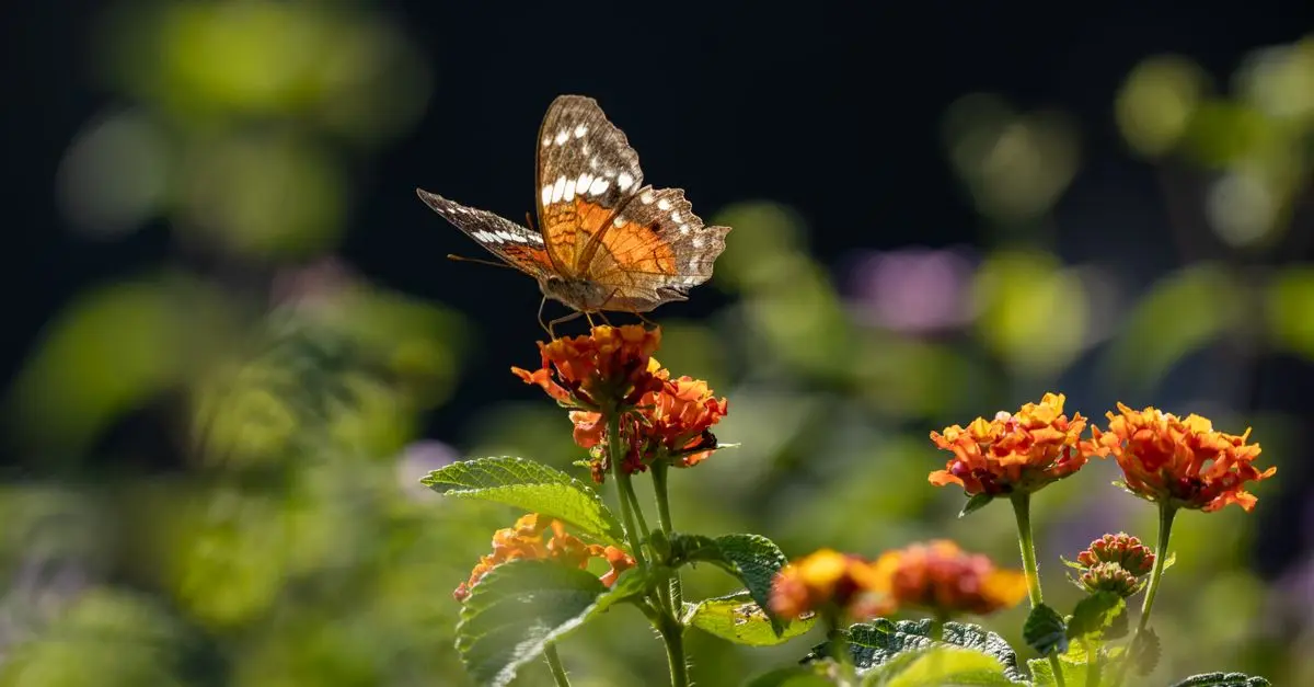 Come Coltivare Piante per Attirare Farfalle nel Tuo Giardino