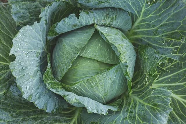 Come Coltivare un Giardino Fiorito: Guida Pratica