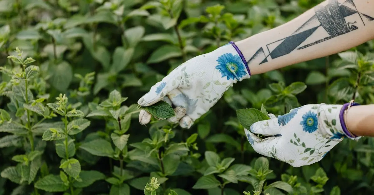 Coltivare Piante Officinali: Guida Pratica per il Tuo Giardino